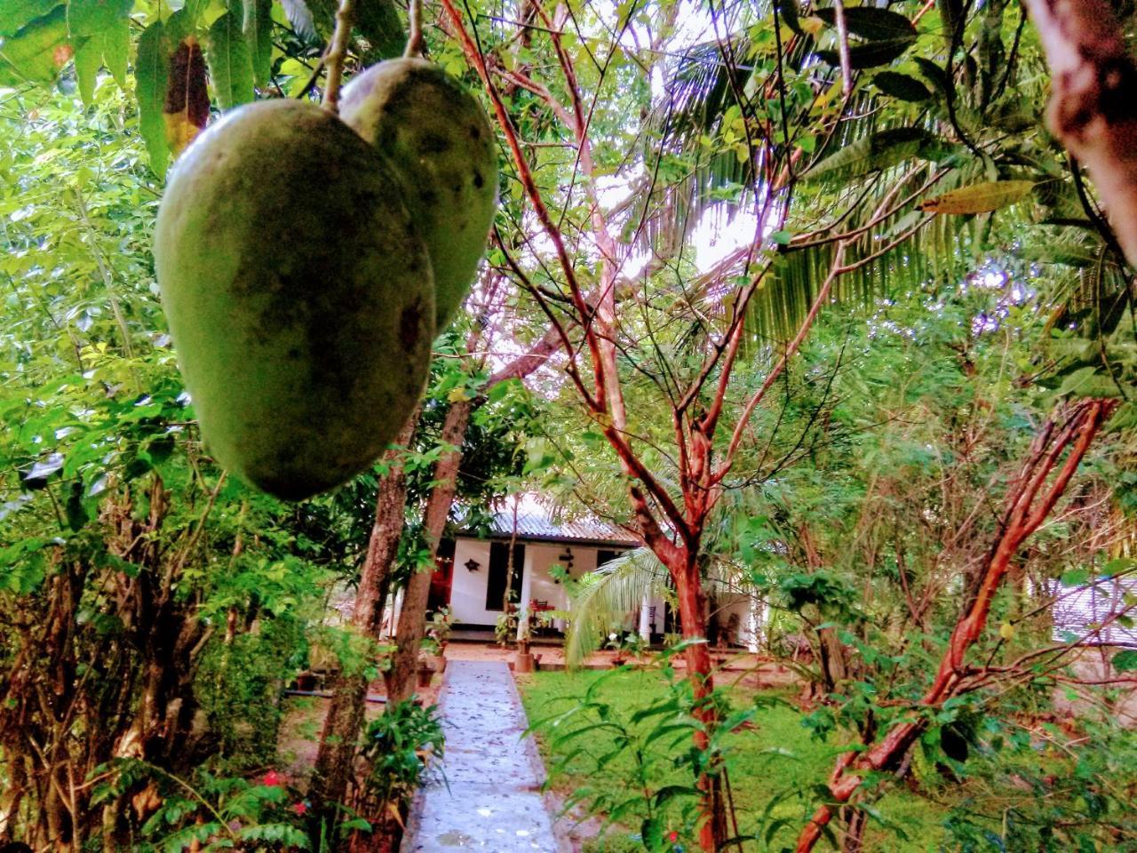 Sigiri Mango Garden Eco Resort Сигирия Экстерьер фото